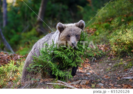 Big brown bear in the forest. Dangerous animal in Big brown bear in the forest. Dangerous animal in 65520126