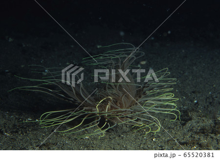 イソギンチャクの一種 65520381