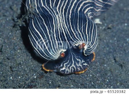 ウミウシの一種 65520382