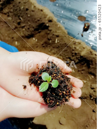 モロヘイヤの苗 65520423