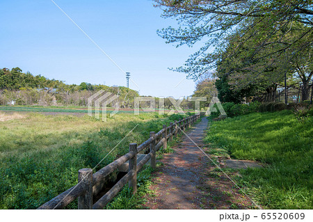 遊歩道 春 新緑 さいたま市 遊歩道 春 新緑 さいたま市 65520609