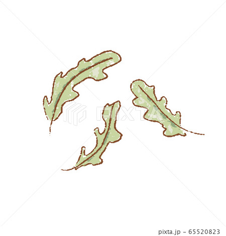 Fresh raw Ripe green fresh rucola leaves coolinary 65520823