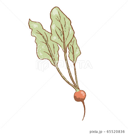 Fresh raw Ripe radish vegetable isolated icon 65520836