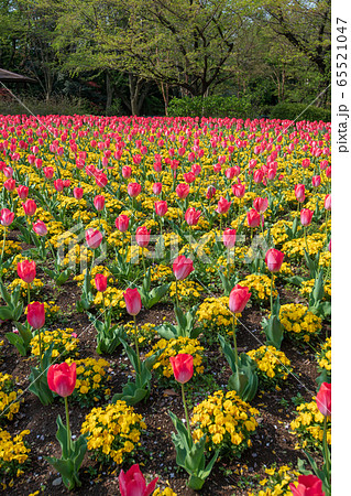 大宮花の丘農林公苑 春 花壇 さいたま市の写真素材