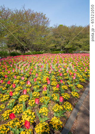大宮花の丘農林公苑　春 　花壇　さいたま市 65521050