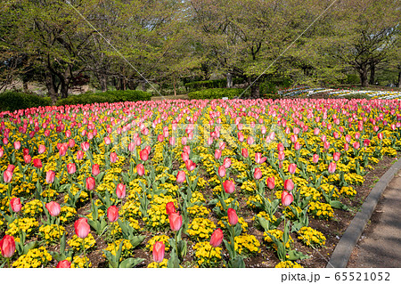 大宮花の丘農林公苑 春 花壇 さいたま市の写真素材