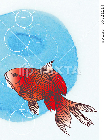 金魚 琉金 イラストのイラスト素材 金魚 琉金 イラストのイラスト素材
