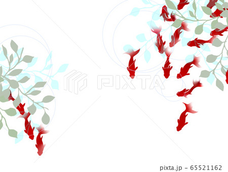 金魚 夏 イラストのイラスト素材