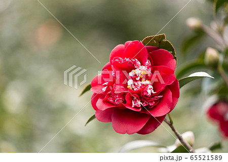 花 植物 ツバキ サザンカ 冬 花 植物 ツバキ サザンカ 冬 65521589