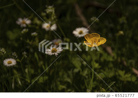 yellow wild flower amid the undergrowth yellow wild flower amid the undergrowth 65521777