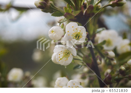 Blossoming of cherry or plum flowers in spring Blossoming of cherry or plum flowers in spring 65521830