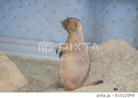 プレーリードック プレーリードック 65522049