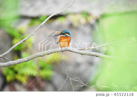 カワセミ5671 65522118