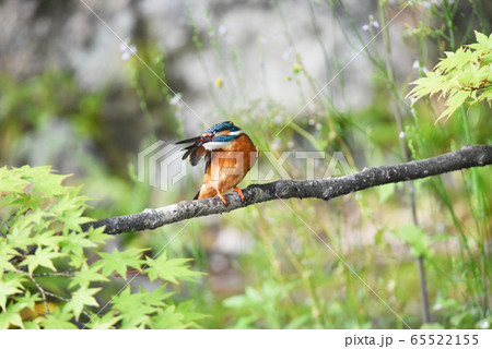 カワセミ5784 65522155