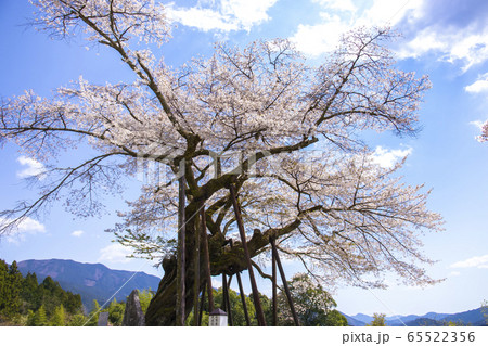 【山梨県】本郷の千年桜 【山梨県】本郷の千年桜 65522356