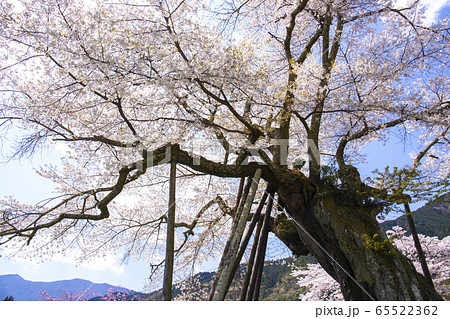 【山梨県】本郷の千年桜 【山梨県】本郷の千年桜 65522362