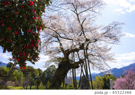 【山梨県】本郷の千年桜 65522366