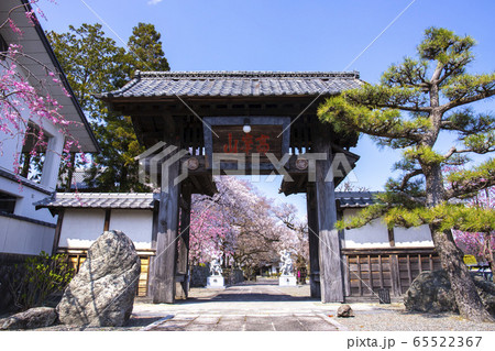 【山梨県】桜満開の妙了寺・山門 【山梨県】桜満開の妙了寺・山門 65522367