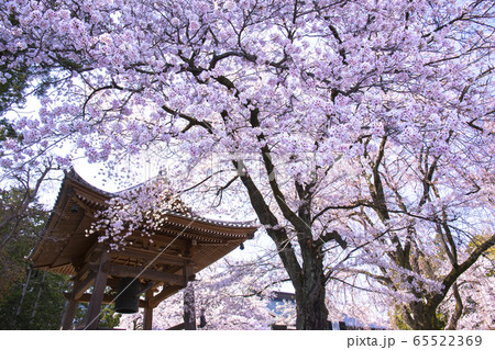 【山梨県】桜満開の妙了寺 【山梨県】桜満開の妙了寺 65522369