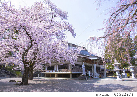 【山梨県】桜満開の妙了寺 【山梨県】桜満開の妙了寺 65522372