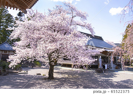 【山梨県】桜満開の妙了寺 【山梨県】桜満開の妙了寺 65522375