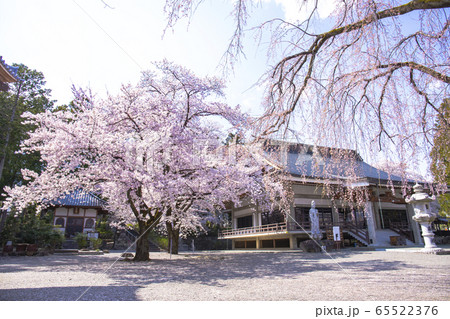 【山梨県】桜満開の妙了寺 【山梨県】桜満開の妙了寺 65522376