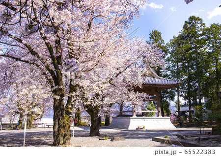 【山梨県】桜満開の妙了寺 【山梨県】桜満開の妙了寺 65522383
