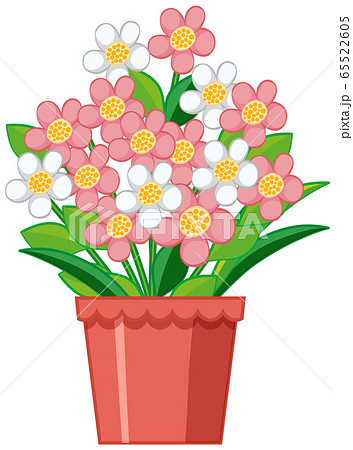 Beautiful flower in clay pot on white background Beautiful flower in clay pot on white background 65522605