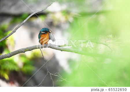 カワセミ5625 カワセミ5625 65522650