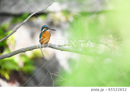 カワセミ5628 カワセミ5628 65522652