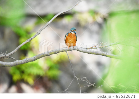 カワセミ5656 カワセミ5656 65522671