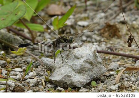 ハラボソトンボ Orthetrum sabina sabina ハラボソトンボ Orthetrum sabina sabina 65523108