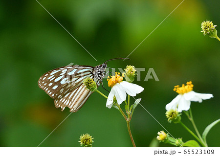リュウキュウアサギマダラ Ceylon Blue Glassy Tiger 琉球浅葱斑の写真素材