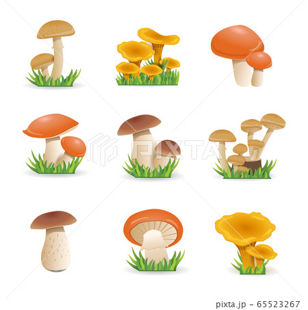 Set illustration mushrooms. Edible mushrooms Chanterelles, white fungus, boletus. Set illustration mushrooms. Edible mushrooms Chanterelles, white fungus, boletus. 65523267