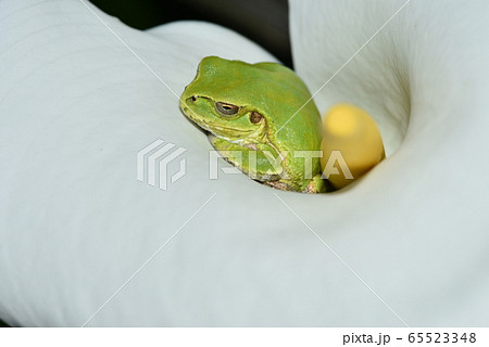 カラーで待つ雨蛙 65523348