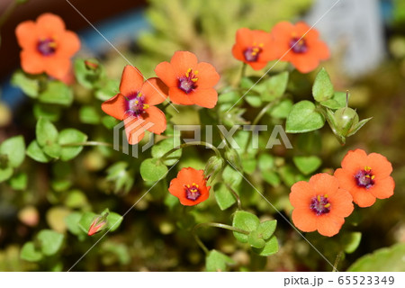 アカバナルリハコベ 65523349