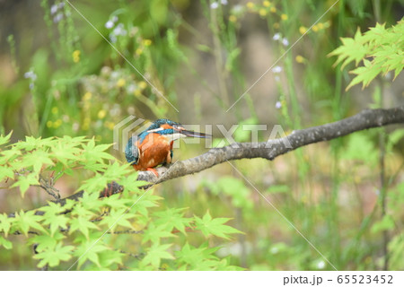 カワセミ5497 カワセミ5497 65523452