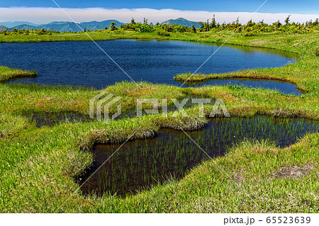 夏の苗場山山上湿原 夏の苗場山山上湿原 65523639