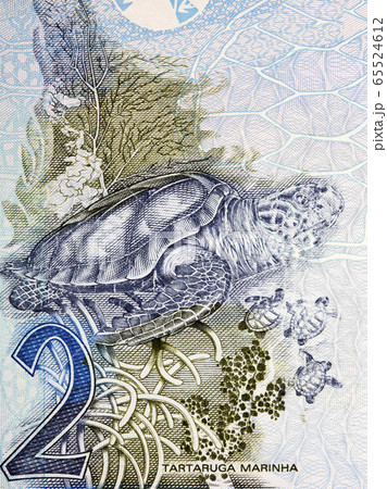 Hawksbill sea turtle a portrait from old Brazilian money Hawksbill sea turtle a portrait from old Brazilian money 65524612