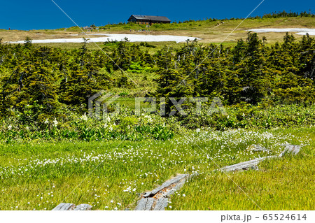 ワタスゲ咲く夏の苗場山山上湿原と山小屋 ワタスゲ咲く夏の苗場山山上湿原と山小屋 65524614