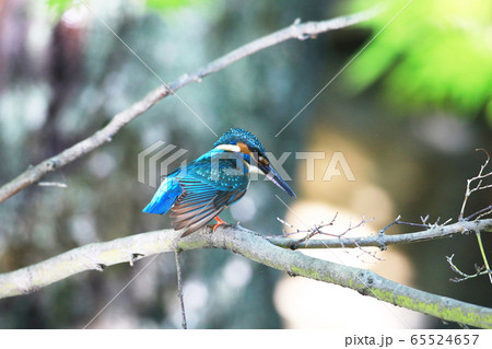 カワセミ1894- 65524657