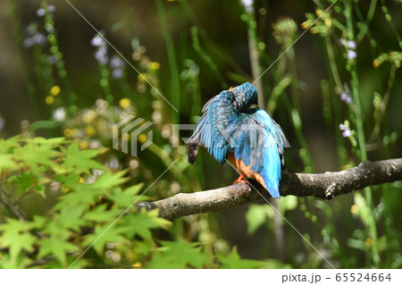 カワセミ5004- 65524664