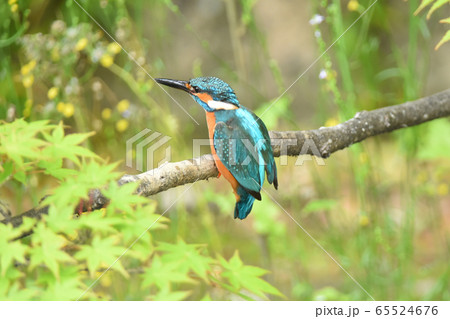 カワセミ5330- カワセミ5330- 65524676
