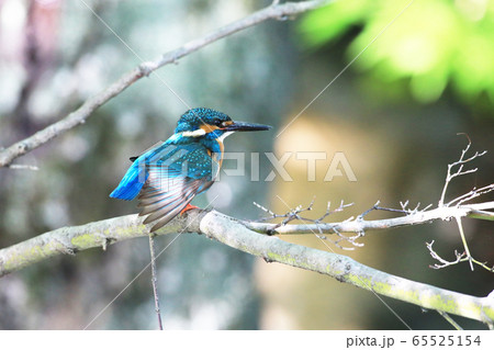 カワセミ1801- 65525154