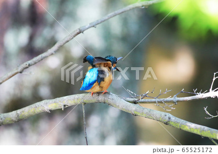 カワセミ1823- カワセミ1823- 65525172