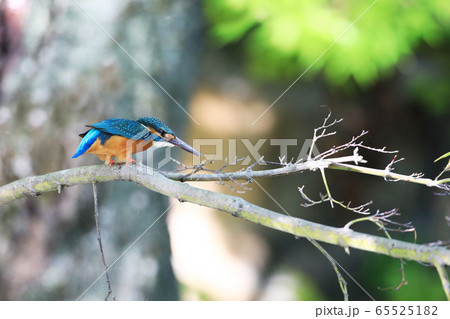 カワセミ1837 65525182