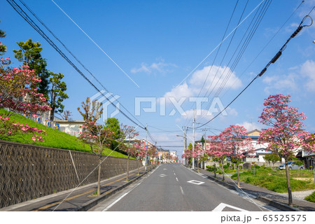 満開のハナミズキ　街路樹　香久池 65525575