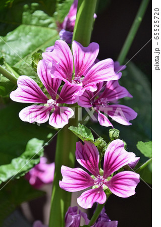 ゼニアオイ（銭葵） 65525720