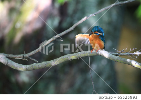 カワセミ1705 65525993