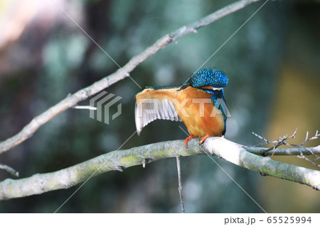 カワセミ1708- カワセミ1708- 65525994